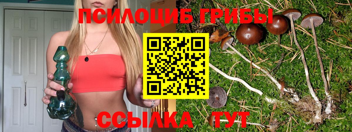 Псилоцибиновые грибы Psilocybe Новоалтайск